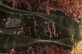 Polished Cherry Creek Jasper - China #326029-1